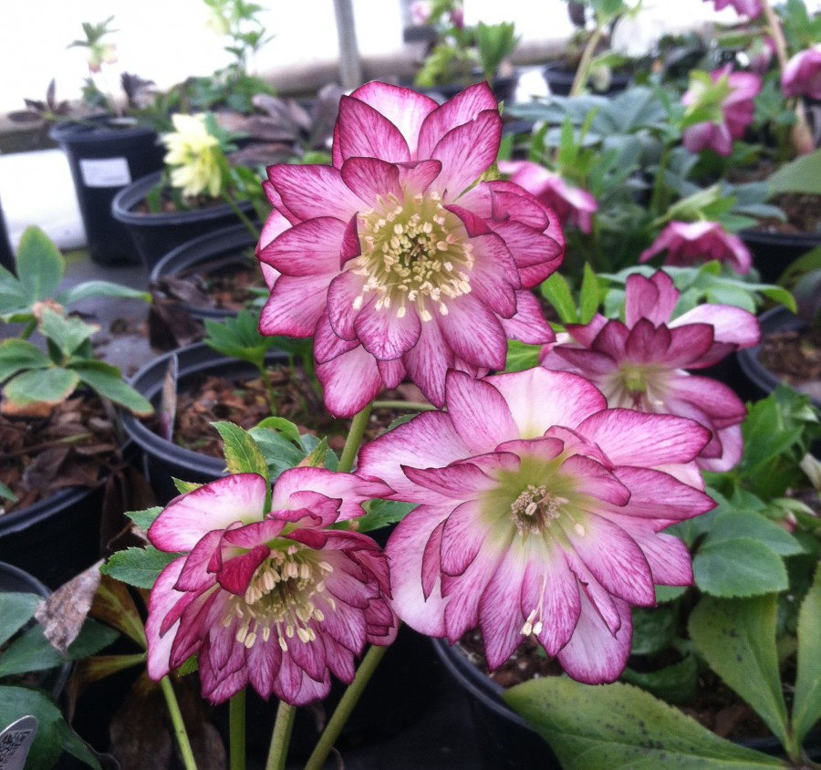 hellebores